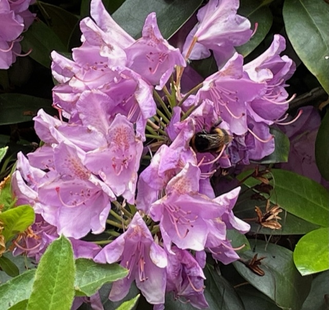 Flowers with Bees