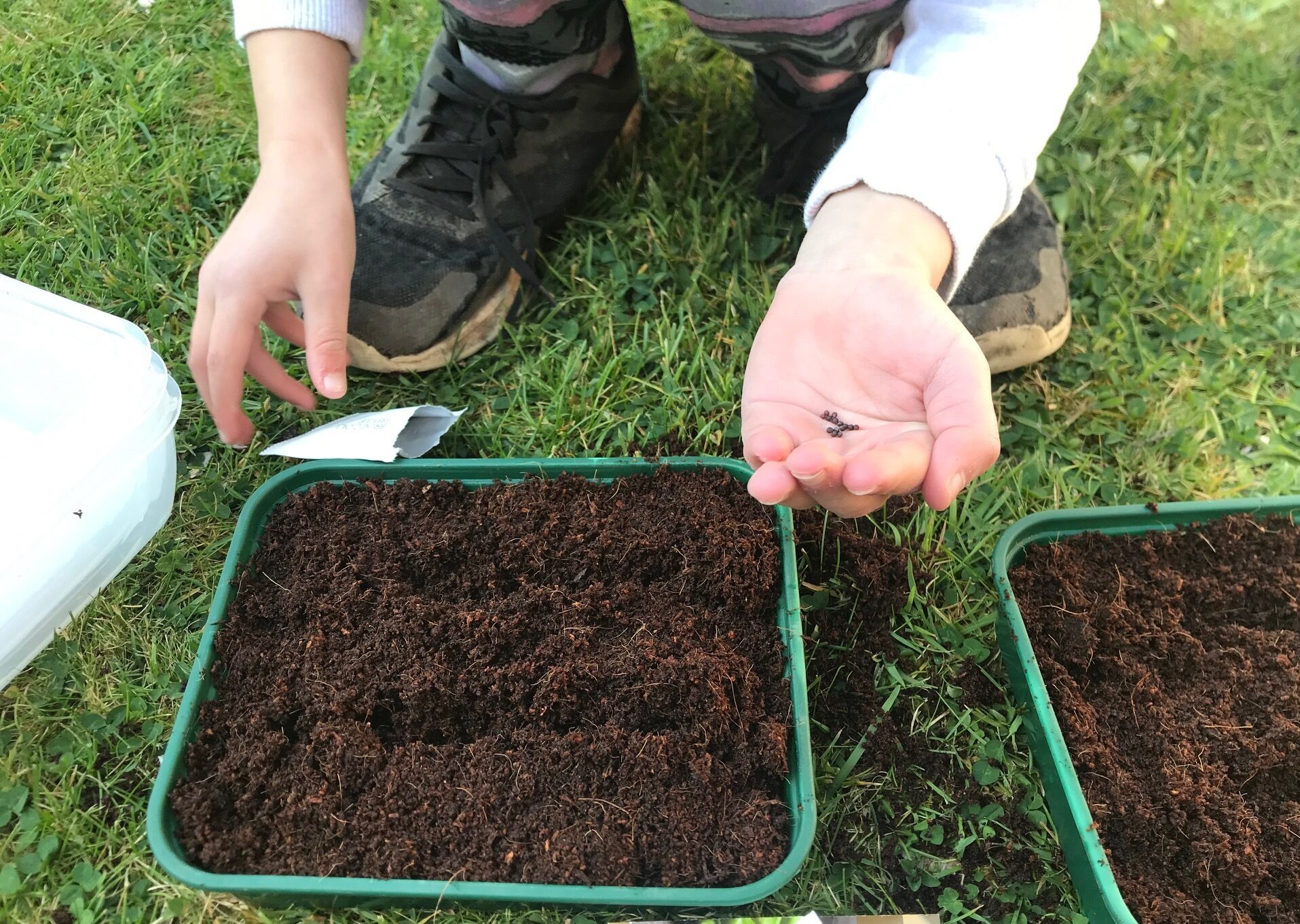 Child holding seeds in their left hand ready to plant them in a seed tray filled with compost.